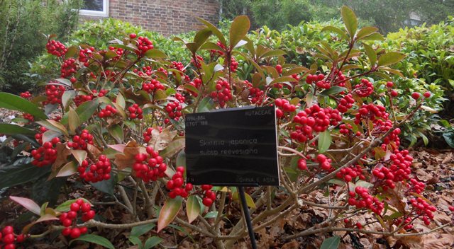 Amy S Creative Pursuits The Garden In Fall