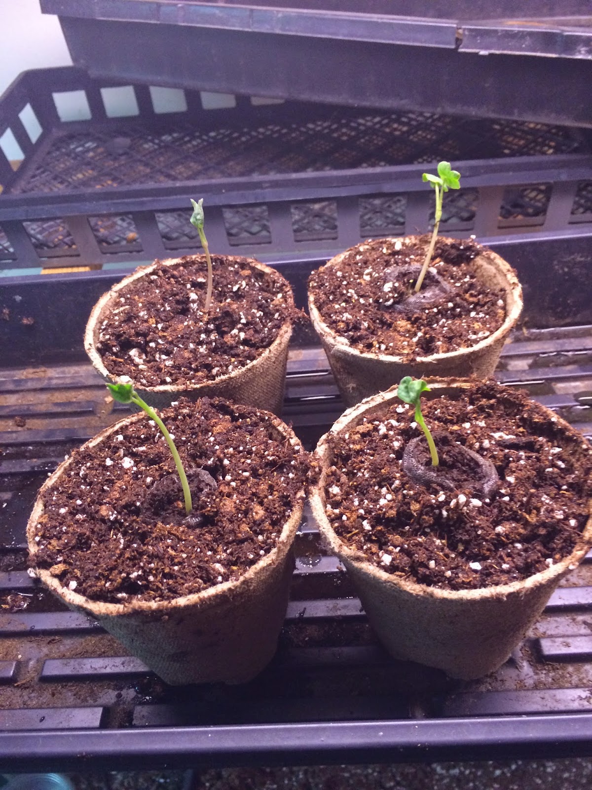 transplanting seedlings from peat pellets transplanting seedlings from peat pellets