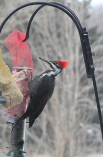 pileated woodpecker at suet feeder photo of pileated woodpecker at suet feeder