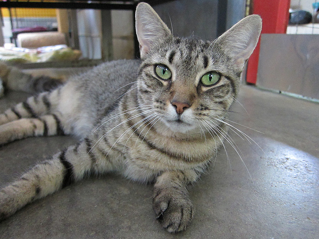 Cat Of The Week Rosalinda Goathouse Refuge