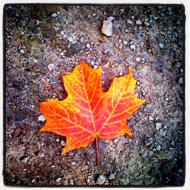 REVEREND THE MAKERS - HEAVYWEIGHT CHAMPION OF THE WORLD