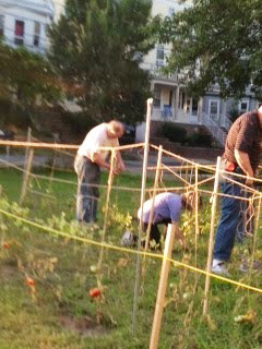 Tying of the Tomatoes