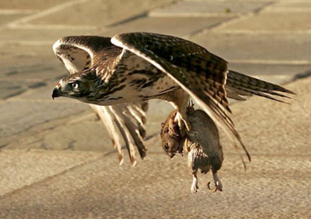 hawk-with-mouse.jpg