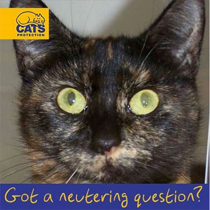 Meow! Blog | Cats Protection: ‘How much does it cost to get my cat