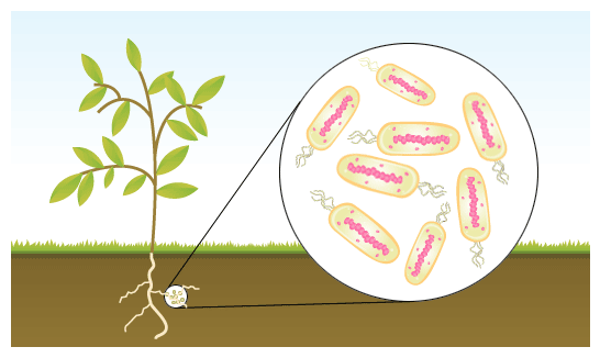 nitrogen fixing symbiotic bacteria Nitrogen fixation: nitrogen fixation the symbiotic nitrogen-fixing bacteria invade the root hairs of host plants, where they multiply and stimulate the formation. nitrogen fixing symbiotic bacteria Nitrogen fixation: nitrogen fixation the symbiotic nitrogen-fixing bacteria invade the root hairs of host plants, where they multiply and stimulate the formation.