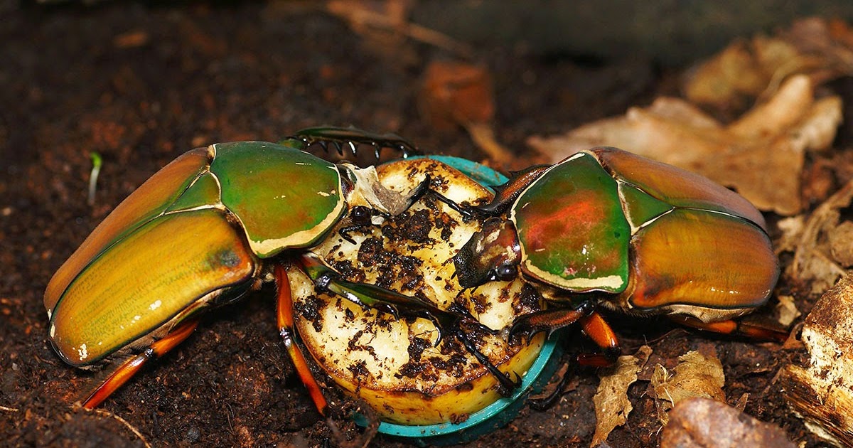 Beetles as pets Tropical beetle larvae for sale