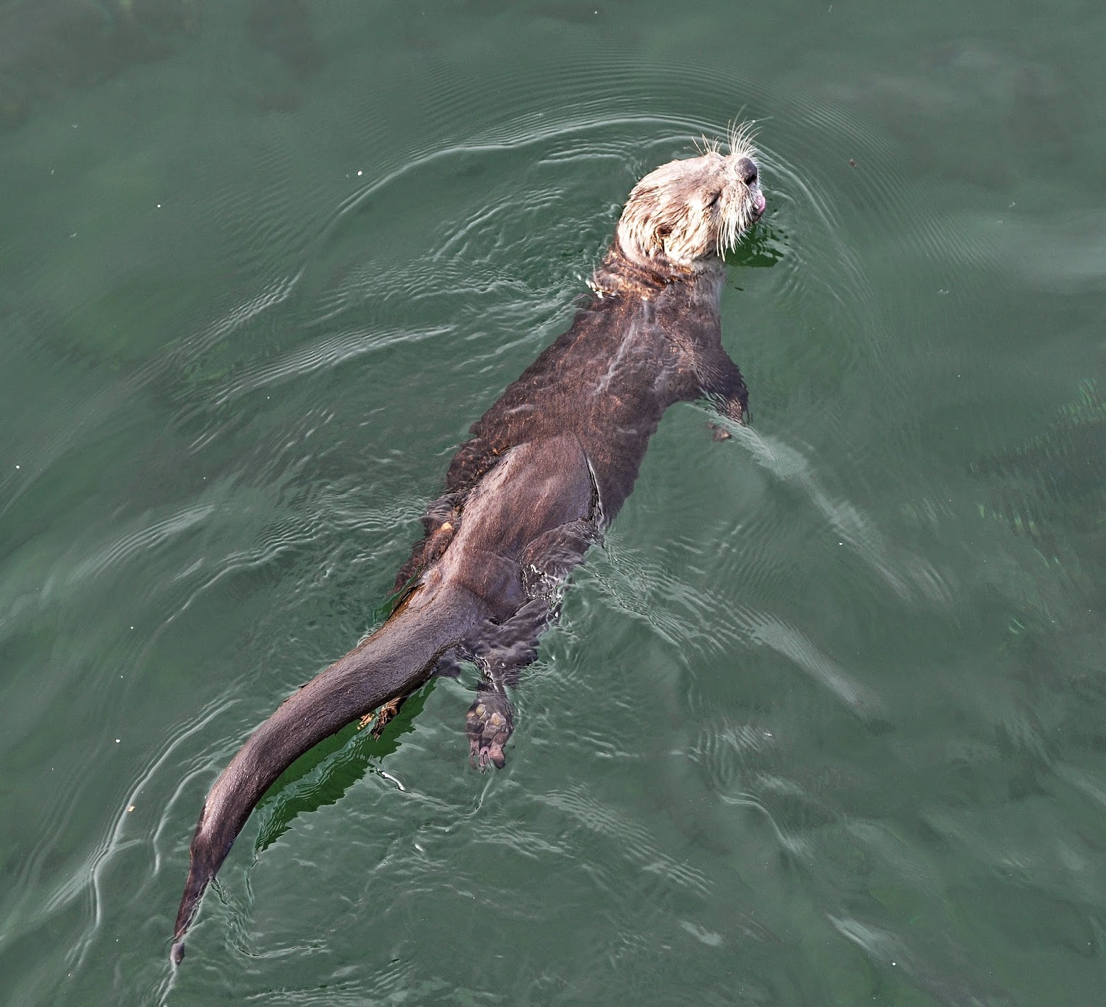 Buzz's Marine Life of Puget Sound: SEA OTTERS AND DETRITUS AND