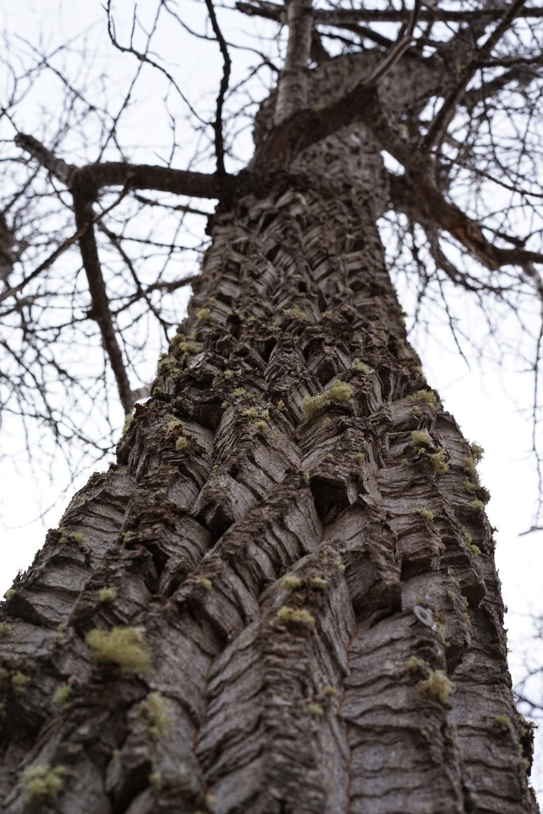 Lost But Loving It...In Alaska! Trees of Alaska