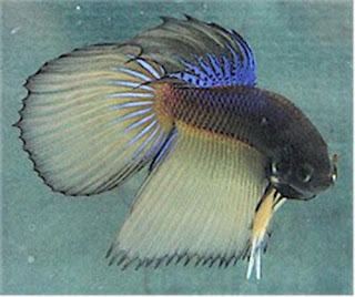 ����� ���� ������ ������ ������ 5.jpg