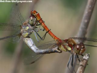 Dragonfly Wallpaper For Desktop