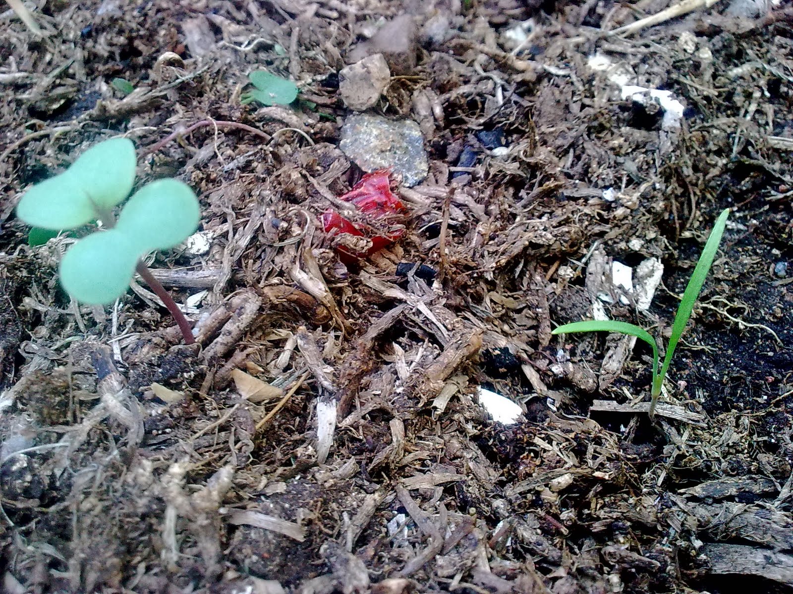 companion planting organic gardening green finger tips the