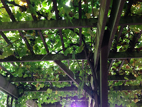 grape vine pergola grassroots garden eugene oregon
