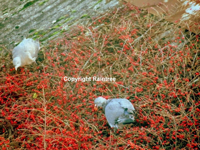 Woodpigeons eating berries