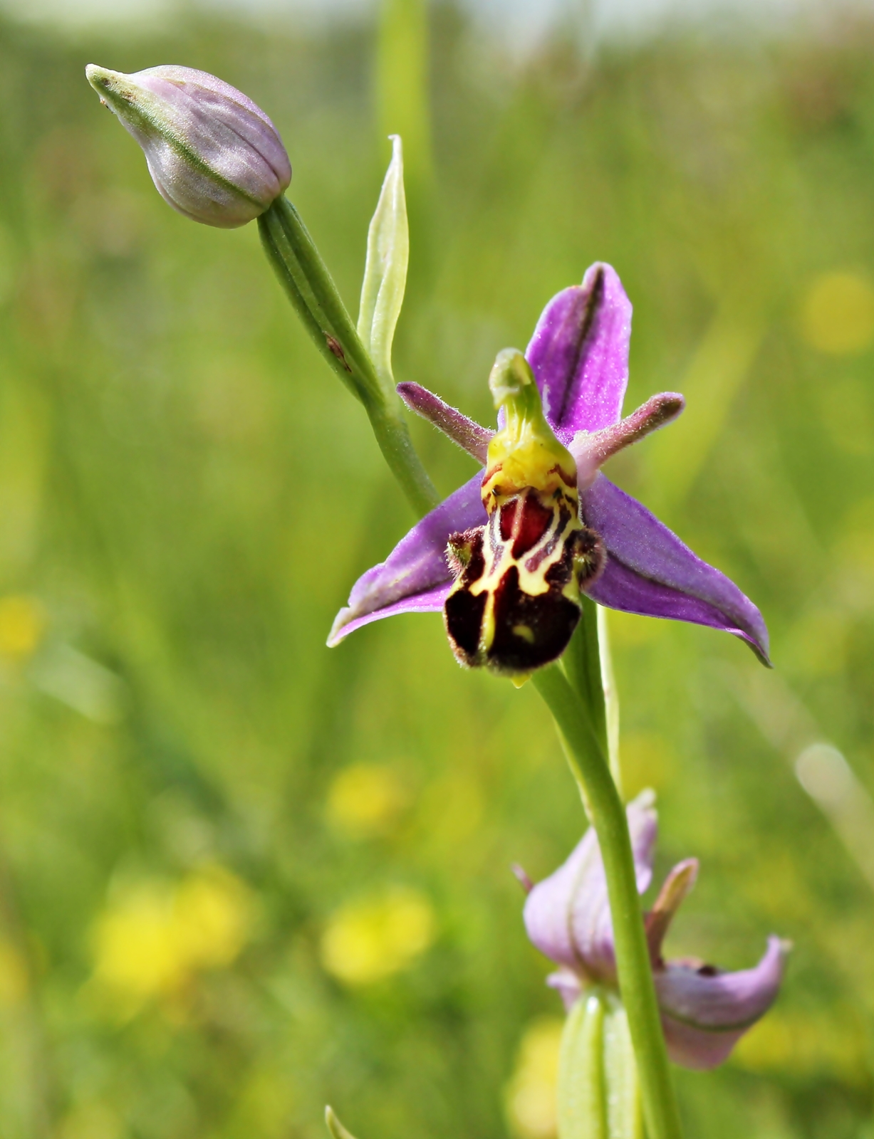 Bee Orchid