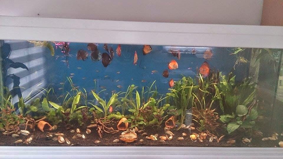 hangi mevsimde hangi balik yenir tatli su midyesi