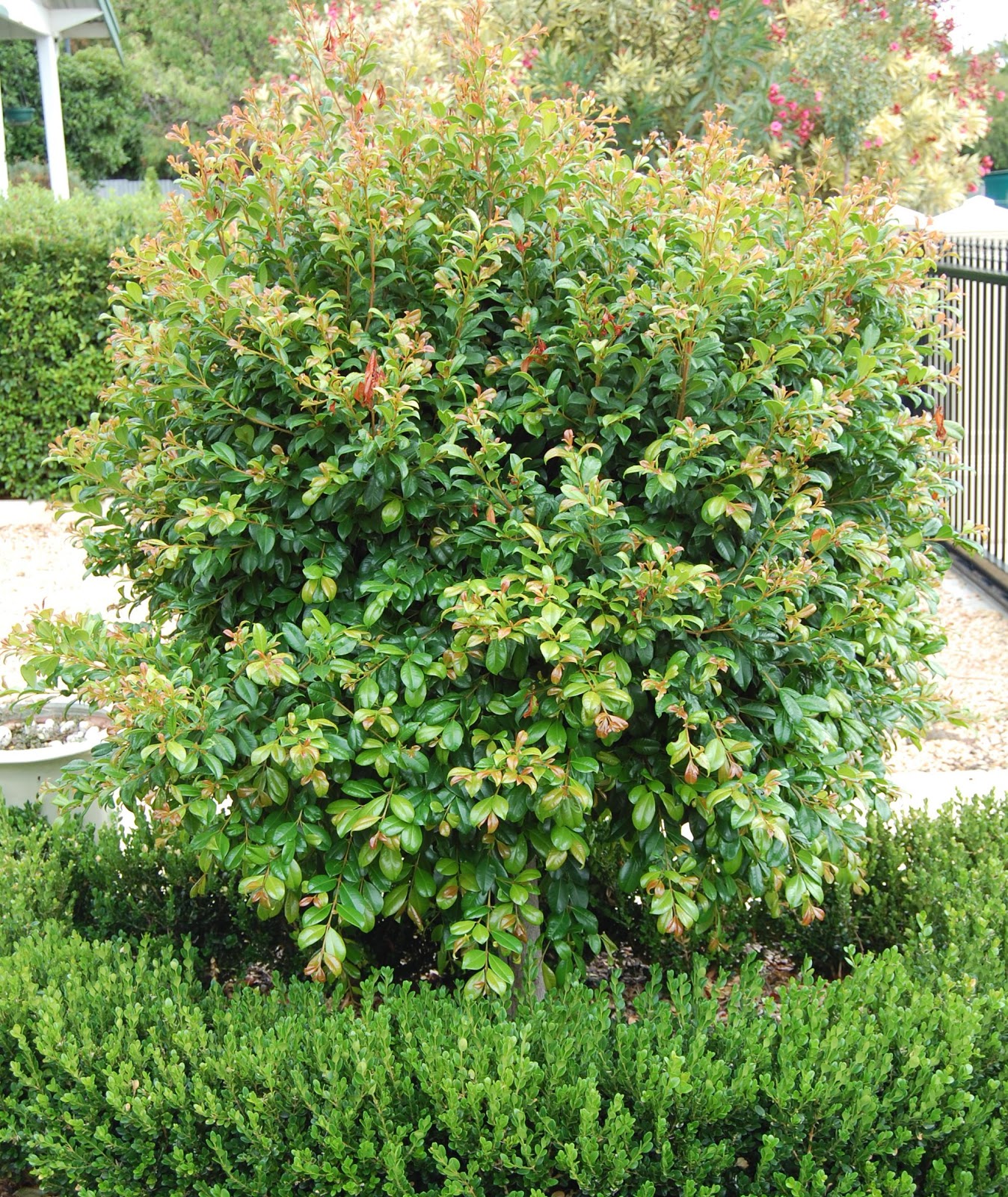 Serenity Nursery Blog Pruning Standard Lilly Pilly...