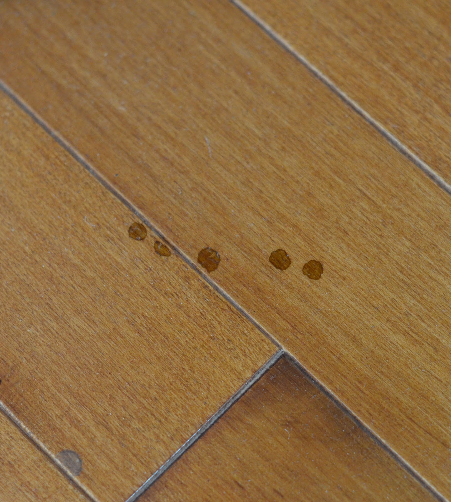 From My Hearth to Yours Ten Scenes of Horror Living with Stink Bugs