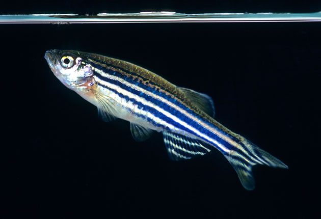 NGS: News on Genomic Studies: PubMed Highlight: Zebrafish genome