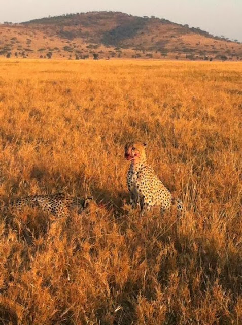 Serengeti National Park Tanzania