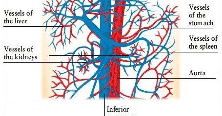 Body Anatomy: BLOOD VESSELS OF THE UPPER ABDOMEN