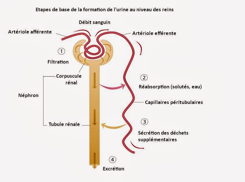 Physiologie du sang pdf