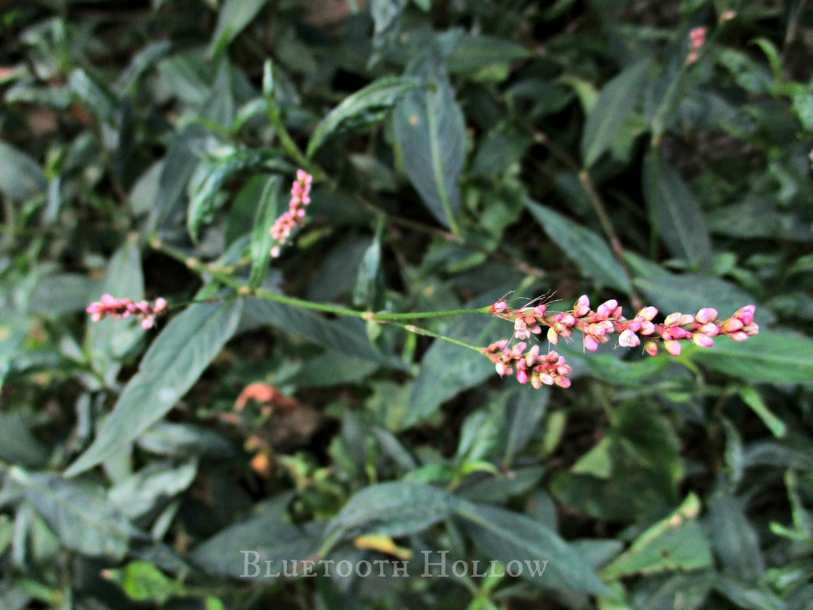 Bluetooth Hollow Wednesday S Wildflower Harper S Umbrella Plant