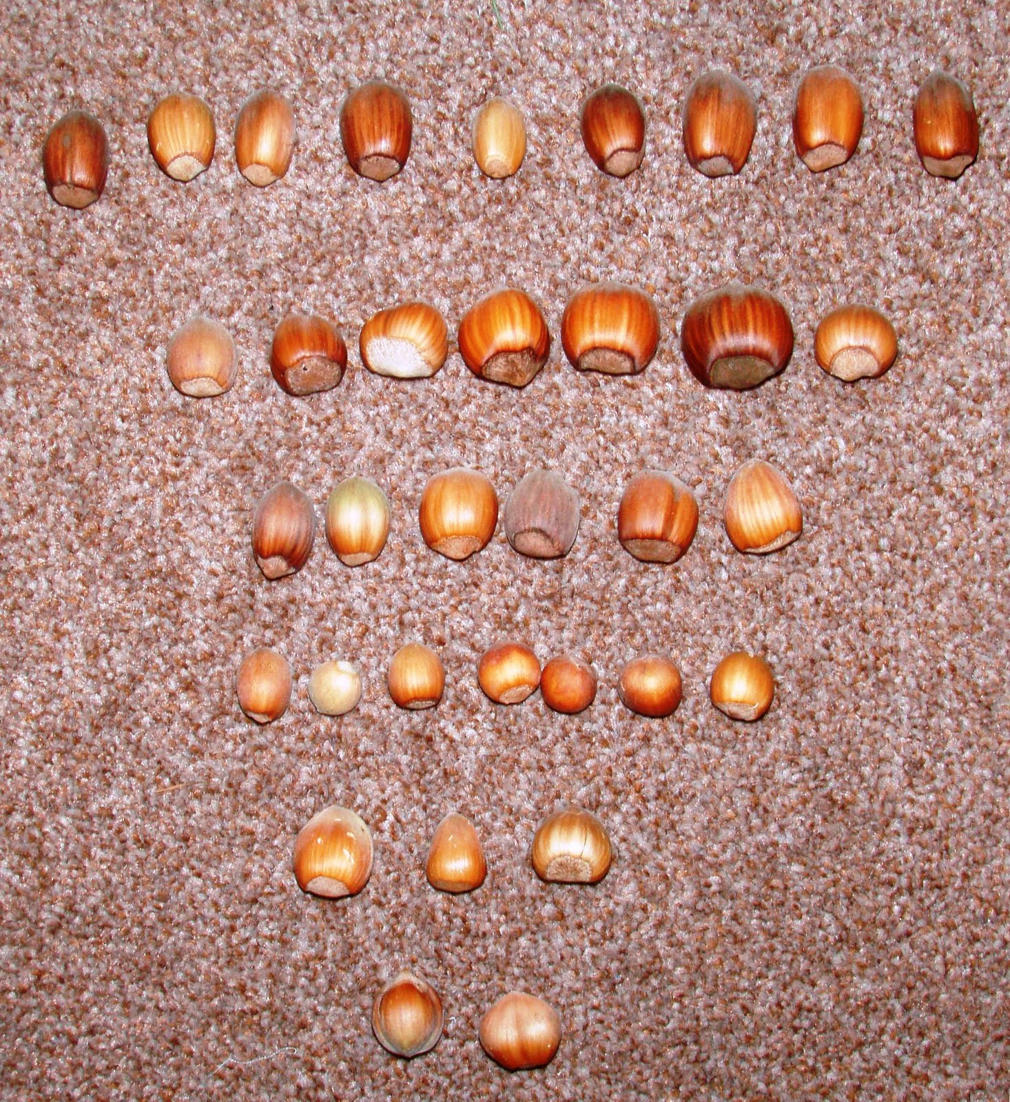 Temperate Climate Permaculture What’s in a name? Hazelnut vs. Filbert