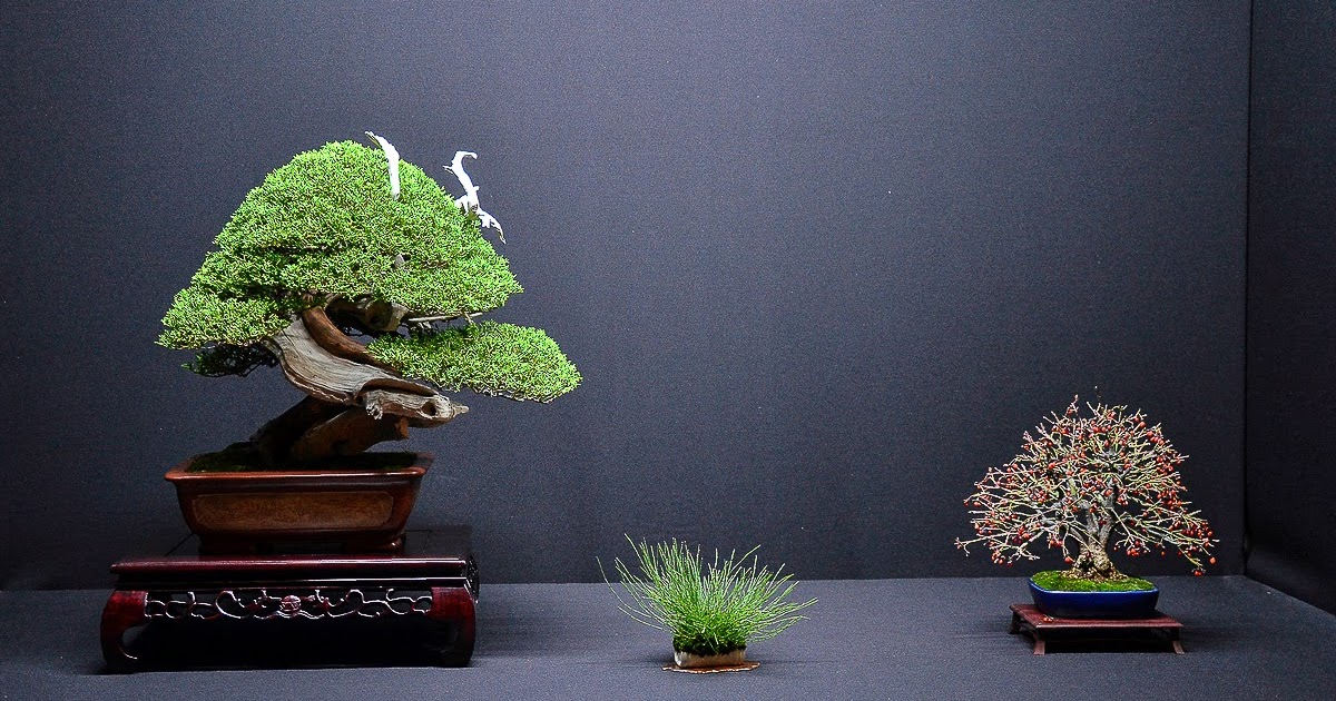 Bonsai Living Art Eda Uchi Kai Bonsai Ten 2013 Juniper by Mario Komsta