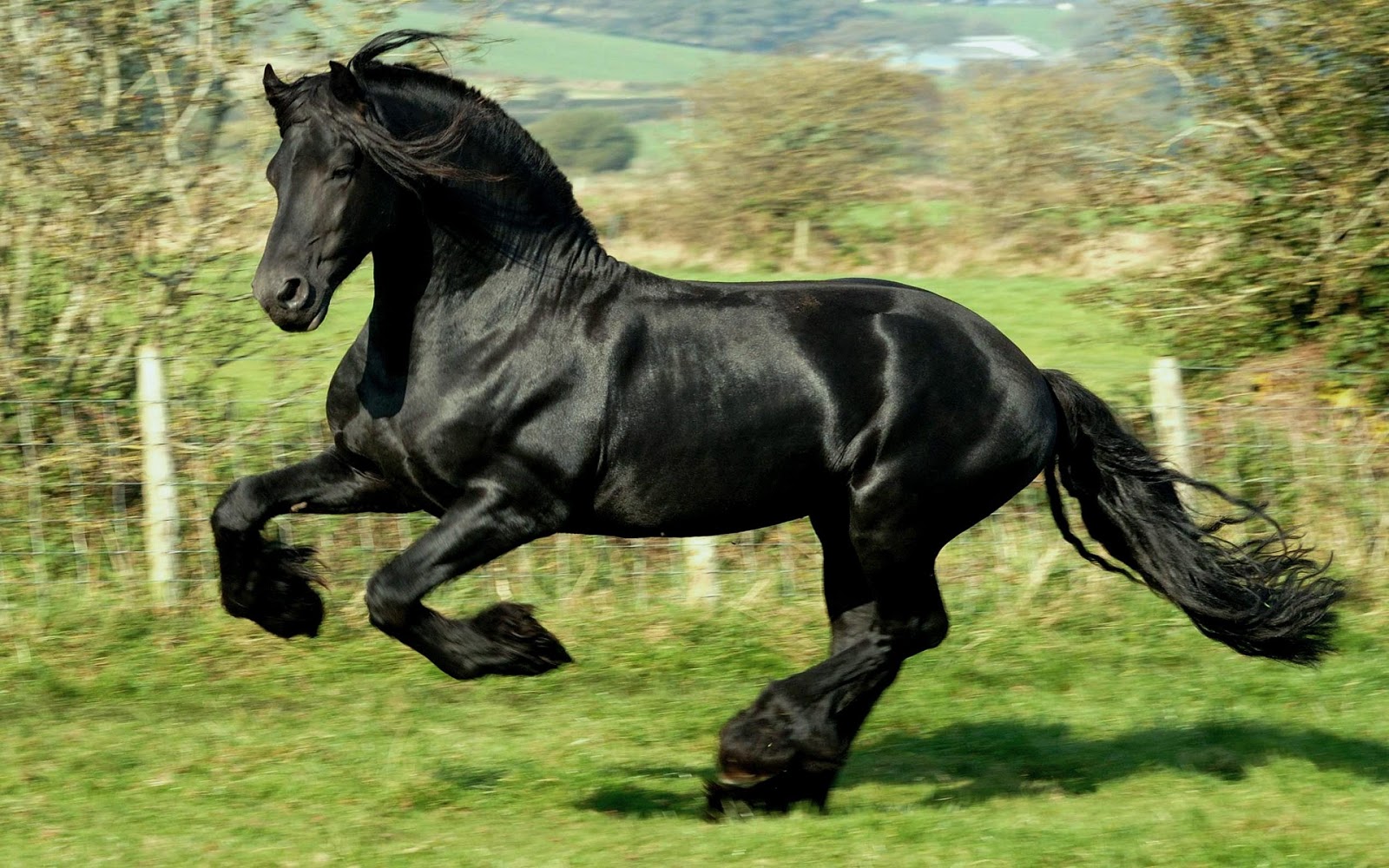 Associação Brasileira de Criadores do Cavalo Puro Sangue Lusitano (ABPSL)