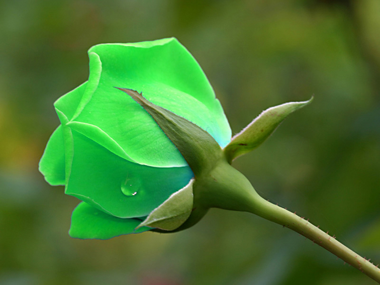 flowers for flower lovers. Green rose flower.
