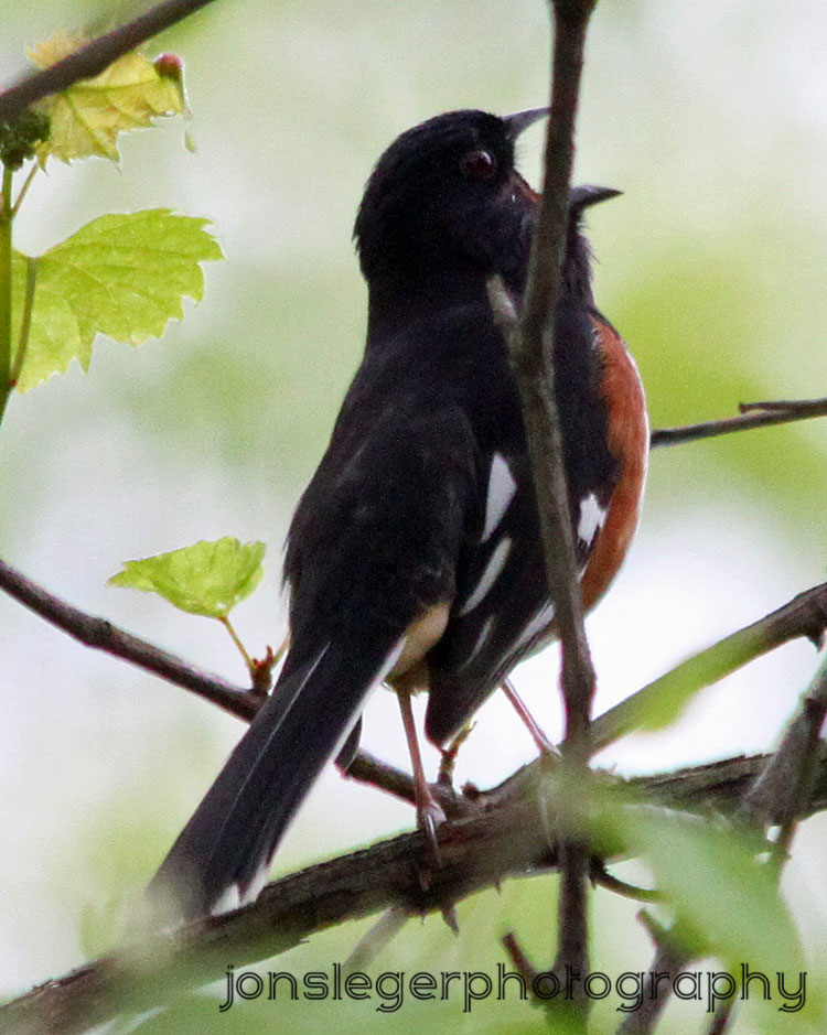 Northern Illinois Birder April Land Birds in Northern Illinois