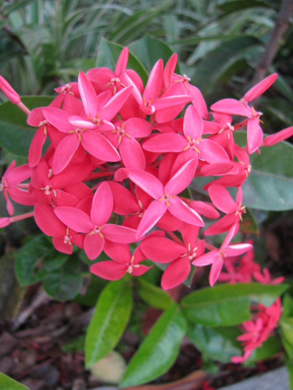 Mi Jardin Florido: Cruz de Malta Fest