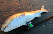 . Beach, NC early this morning also a couple of small blues. and a . (img reddrum sunsetbeachsurf )