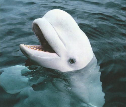 beluga whale habitat. The eluga whales are