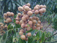 kelengkeng Kandungan Nutrisi dan Manfaat Buah Kelengkeng