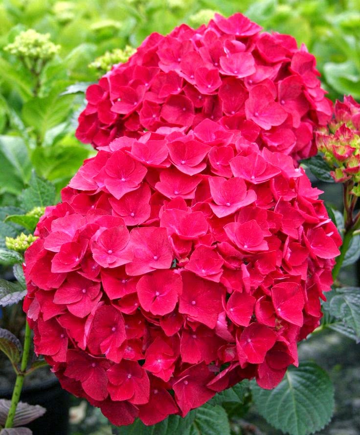 Hydrangea Flowers Stunning nature