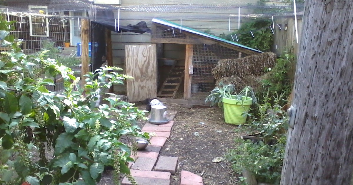 backyard chickens THE CHICKEN COOP... hawk protection