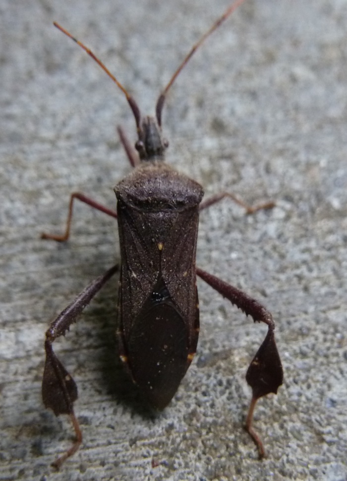 Springfield Plateau Leaffooted bug