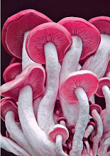 Bouquet of Pink Mushrooms