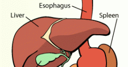 Inspired Resourceful Creative: Gallbladder Removal