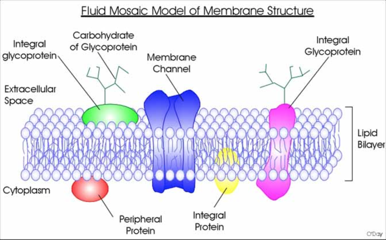 fluid mosaic model of cell membrane
