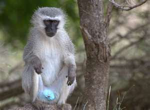 Blue Ball Monkey