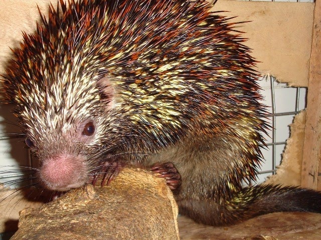 tikus berduri halmahera tikus berduri halmahera