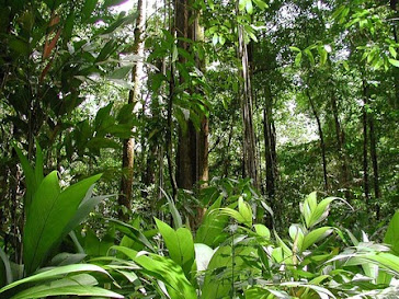Amazon rainforest trees