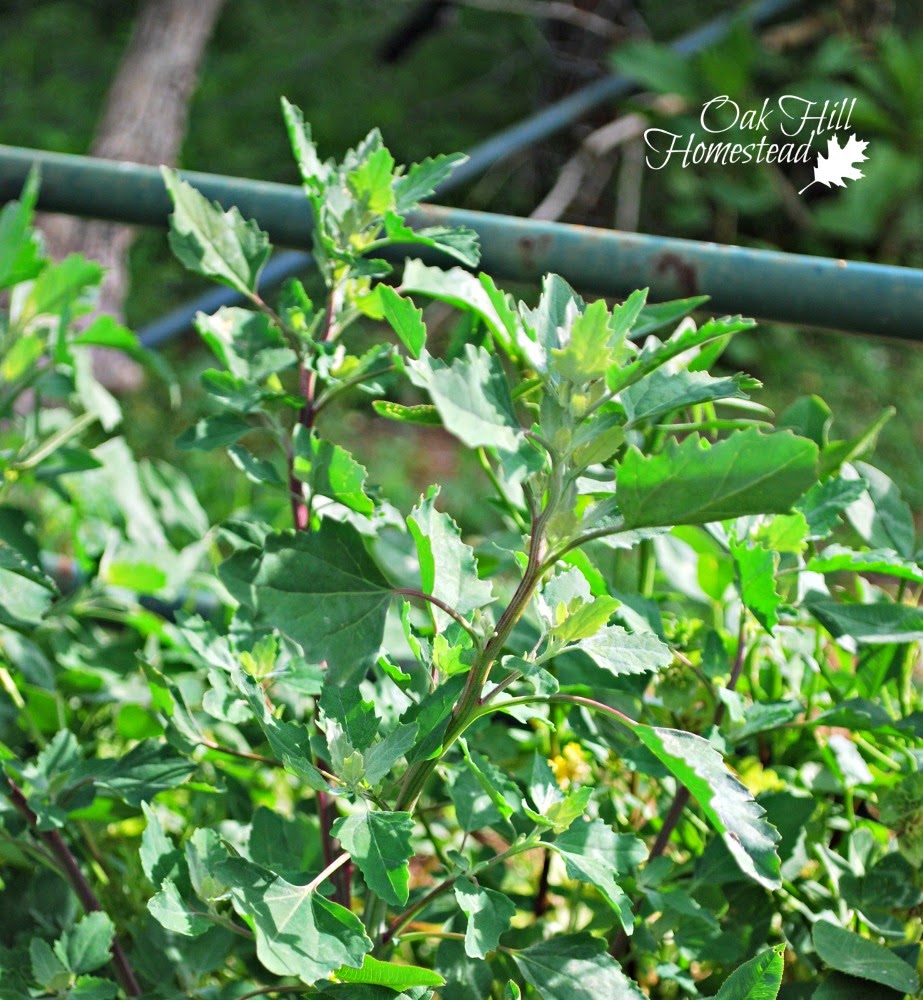 Eat Your Weeds Lambsquarter Oak Hill Homestead