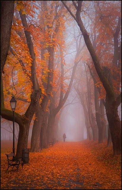 fall color in forest