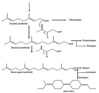 Reaksi biosintesis steroid