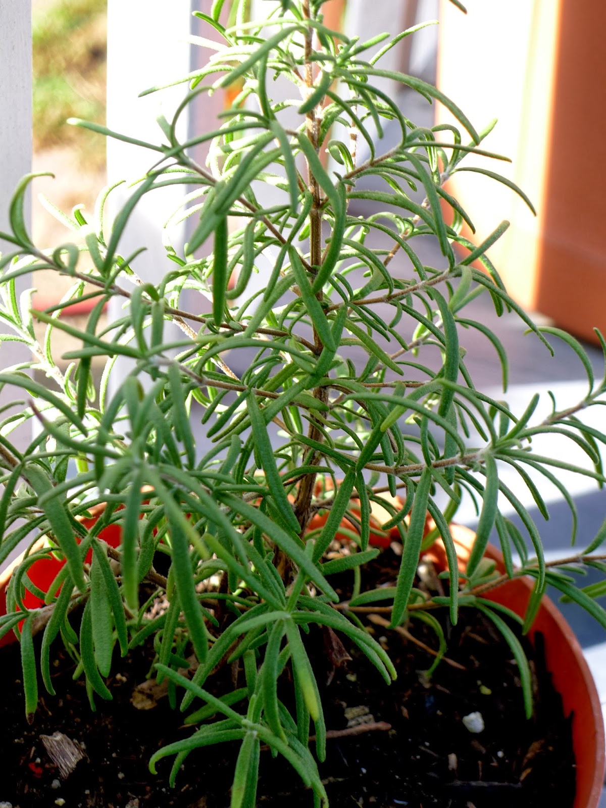 Growing rosemary in a container, urban farming
