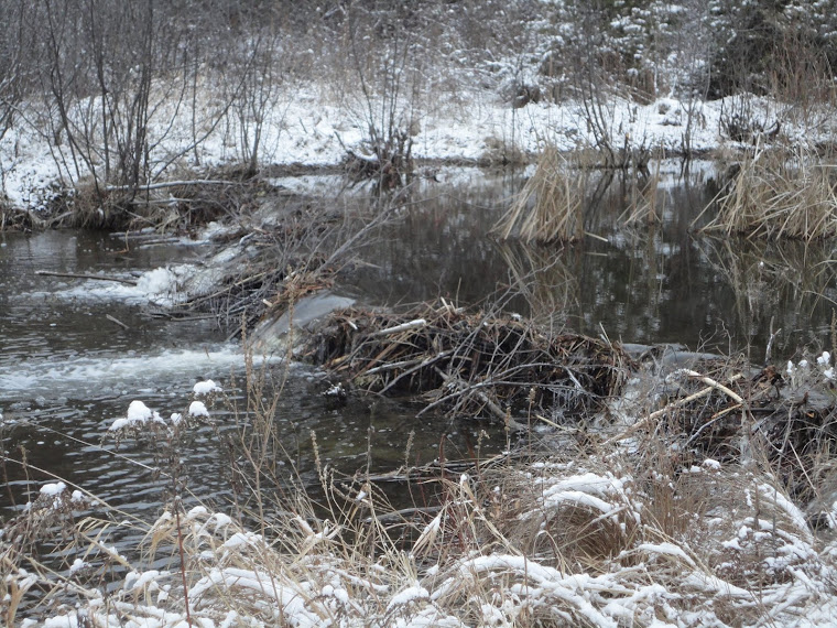 The Admiral and Lady Jane's dam