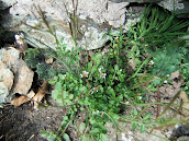 Hairy Bittercress 2012/M17